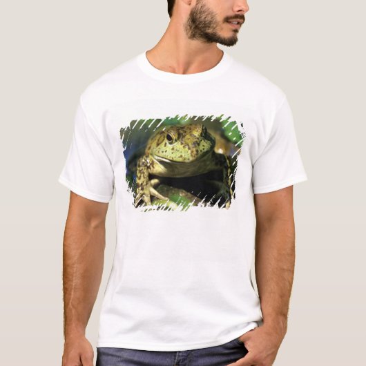 ウシガエル Tシャツ (正面)