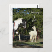 ウスアルパカ葉書 ポストカード (正面/裏面)