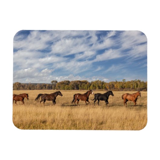 ウズジャストグランドテトン国立公園の外 マグネット (横)