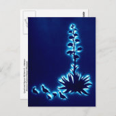 ウズラとアガベ ポストカード (正面/裏面)