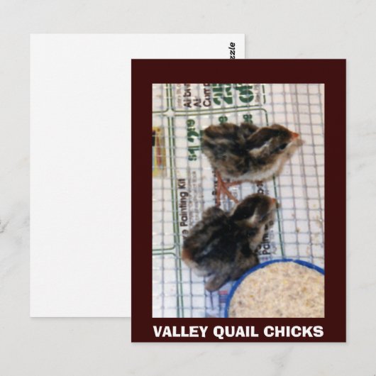 ウズラのひな ポストカード (正面/裏面)