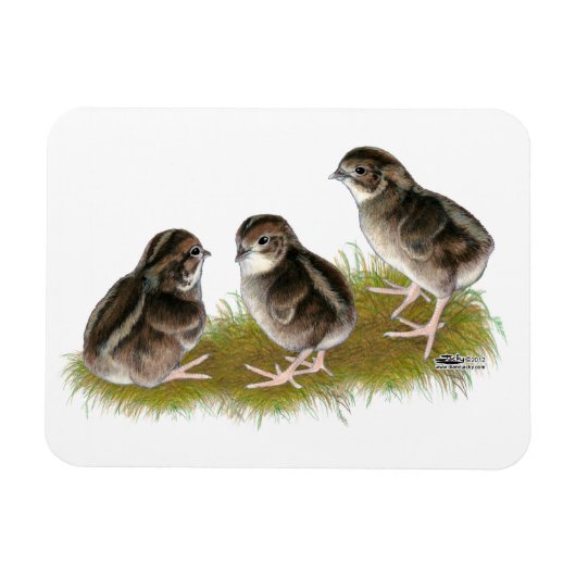 ウズラのヒヨコ マグネット (横)