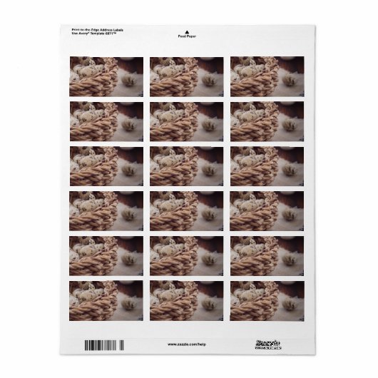 ウズラの卵を巣に ラベル (フルシート)