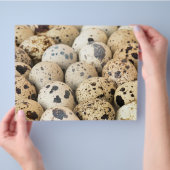 ウズラの卵 チラシ (手)