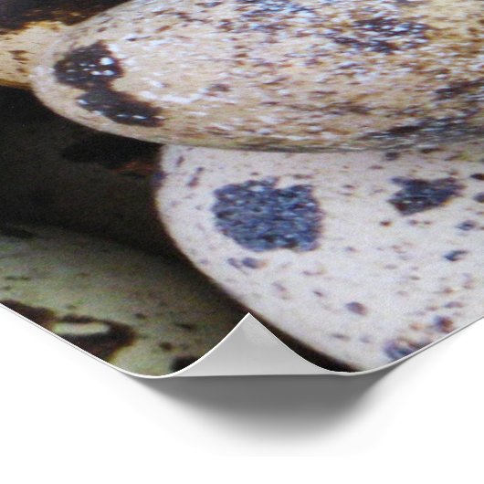 ウズラの卵 ポスター (角)