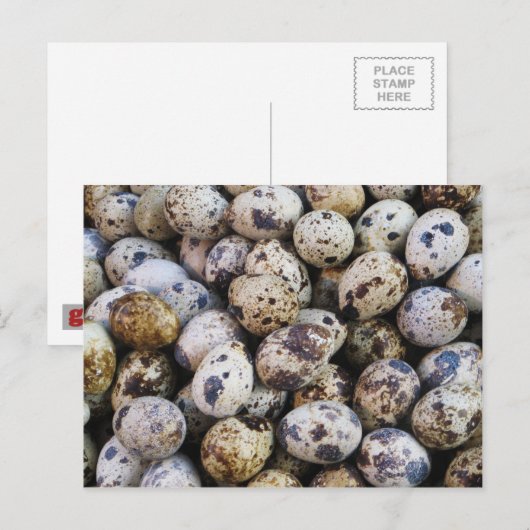 ウズラの卵 ポストカード (正面/裏面)