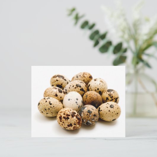 ウズラの卵 ポストカード (スタンド正面)