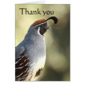 ウズラ感謝してい雄 (正面)