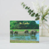 ウダワラワ国立公園の象スリランカ ポストカード (スタンド正面)