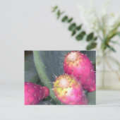 ウチワサボテンの郵便はがき ポストカード (スタンド正面)