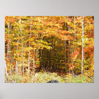 ウッズアディロンダックス山脈の小道 ポスター