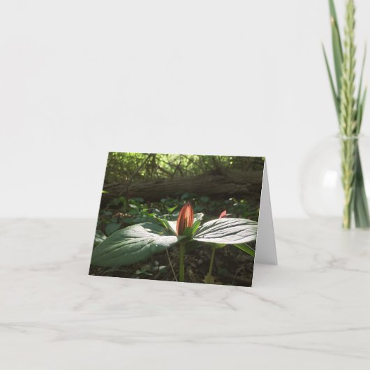 ウッズ歩くトリリウムサンキューカード サンキューカード (正面)