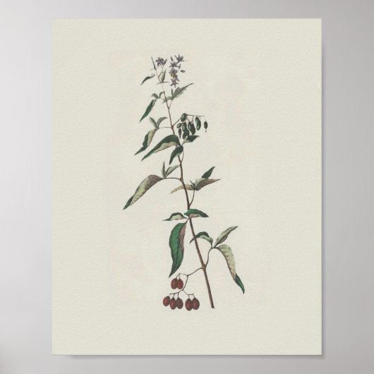 ウッディのナイトシェードポスター ポスター (正面)