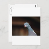 ウッディ・ウッド・ハト ポストカード (正面/裏面)