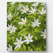 ウッドアネモン フォトプラーク (正面)