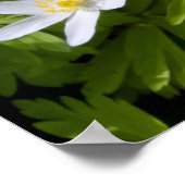 ウッドアネモン ポスター (角)