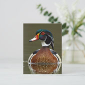 ウッドアヒル（水） ポストカード (スタンド正面)