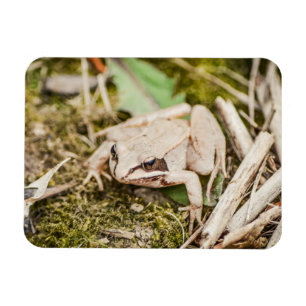 ウッドカエル自然ウッドランドアニマルズ マグネット