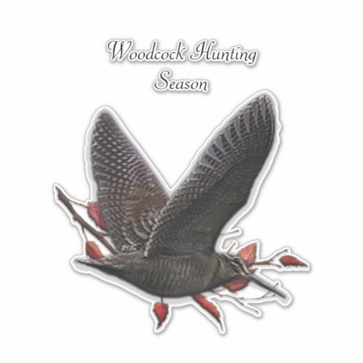 ウッドコック シール (正面)