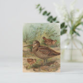 「ウッドコック」ヴィンテージバードイラストレーション ポストカード (スタンド正面)