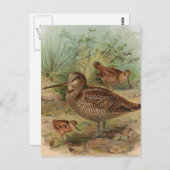 「ウッドコック」ヴィンテージバードイラストレーション ポストカード (正面/裏面)