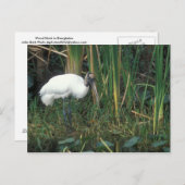 ウッドストークインエバーグレーズナショナルパーク ポストカード (正面/裏面)