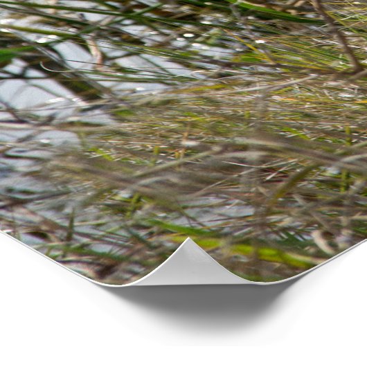 ウッドストークatヴィエラ湿地フロリダ写真 ポスター (角)