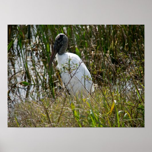 ウッドストークatヴィエラ湿地フロリダ写真 ポスター (正面)
