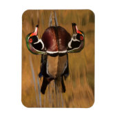 ウッドダックオンゴールデンレイク マグネット (縦)