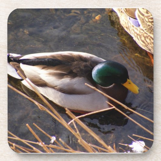 ウッドダックコルクコースター コースター (正面)