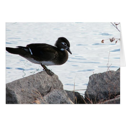 ウッドダックヘン (正面横)