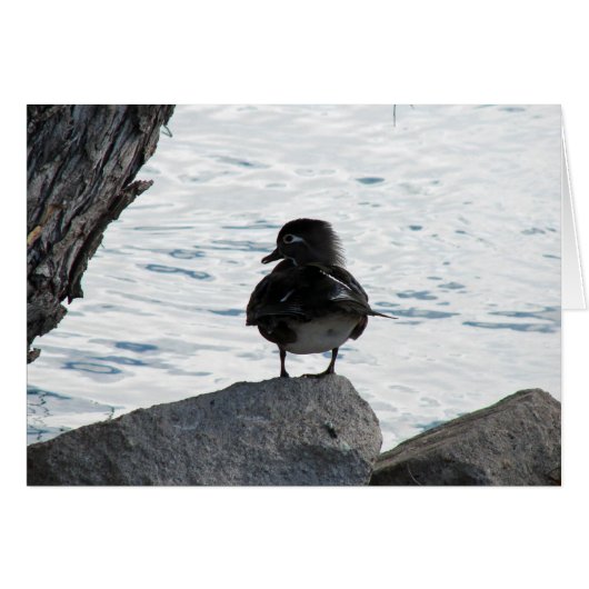 ウッドダックヘン (正面横)