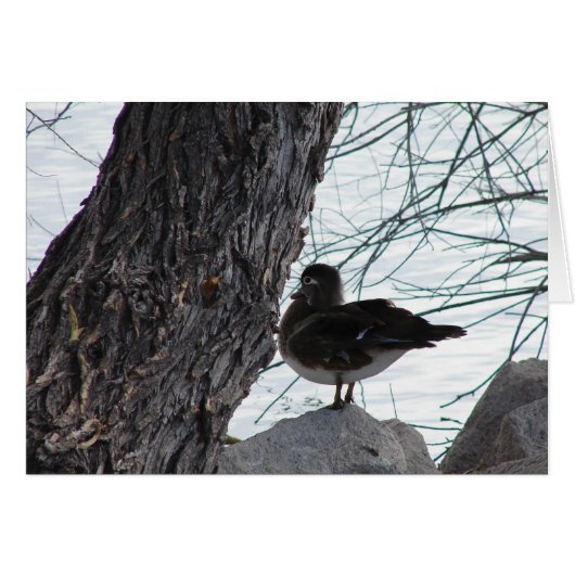 ウッドダックヘン (正面横)