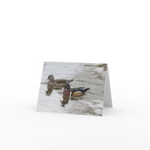 ウッドダックペア