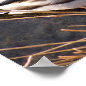 ウッドダックポスター ポスター (角)