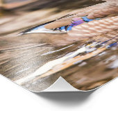 ウッドダック撮影プリントのクローズアップ フォトプリント            (角)