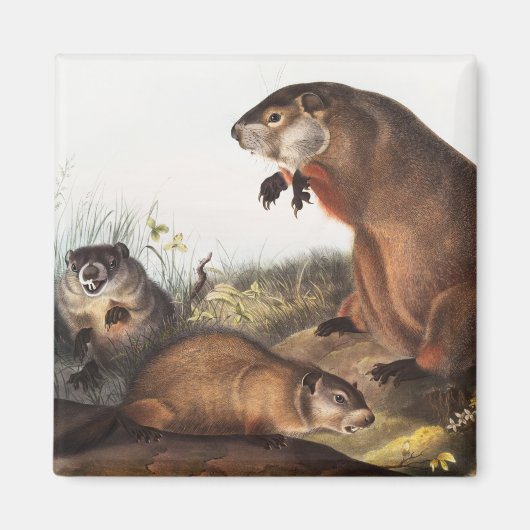 ウッドチャックイラストレーション マグネット (正面)