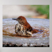 ウッドツグミ ポスター (正面)