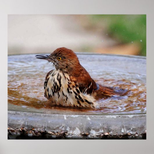 ウッドツグミ ポスター (正面)