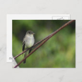 ウッドピーウィー葉書 ポストカード (正面/裏面)