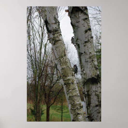 ウッドペッカー春 ポスター (正面)