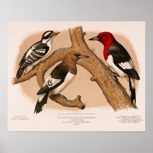 ウッドペッカ1874年に復元されたリトグラフ ポスター (正面)