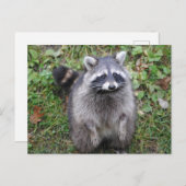 ウッドランドかわいいラクーン写真 ポストカード (正面/裏面)