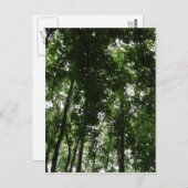 ウッドランドキャノピー01 ポストカード (正面/裏面)