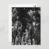 ウッドランドキャノピー01 BW ポストカード (正面/裏面)