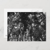 ウッドランドキャノピー01 BW ポストカード (正面/裏面)