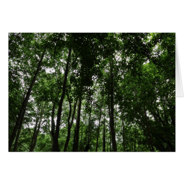 ウッドランドキャノピー02 (正面横)