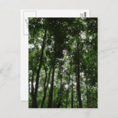 ウッドランドキャノピー02 ポストカード (正面/裏面)
