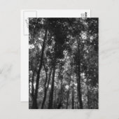 ウッドランドキャノピー02 BW ポストカード (正面/裏面)