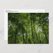 ウッドランドキャノピー。ブートパーク・ブラックワイア・ウッズ ポストカード (正面/裏面)